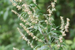 ARTEMISIA VULGARIS2 600x400
