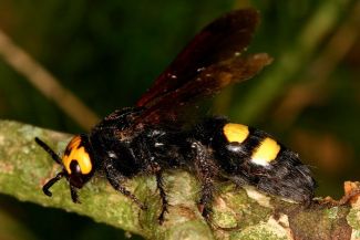 orias torosdarazs