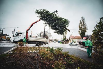 Megérkeztek a kerület karácsonyfái