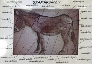 Szamárságok