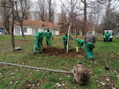 Új facsemetéket ültetnek a közterületeinkre