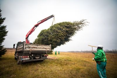 Így érkezett meg a kerület karácsonyfája