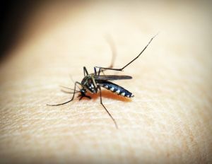 Tájékoztató a 06.21-ei kémiai szúnyoggyérítésről