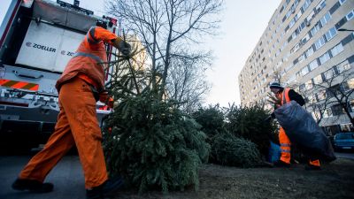 Kezdődik a karácsonyfák elszállítása